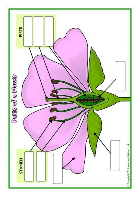 Parts Of A Plant And Flower Posters Worksheets Sb Sparklebox My Xxx Hot Girl