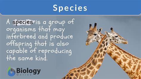 Species Definition And Examples Biology Online Dictionary