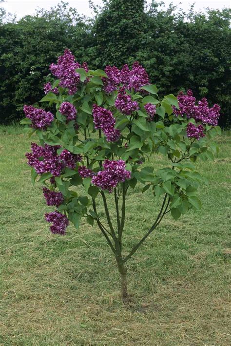 15 Beautiful Lilac Varieties