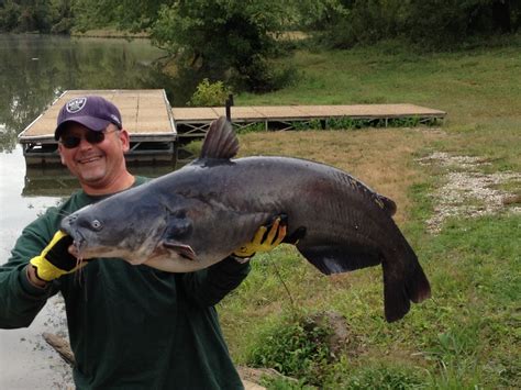 West Virginia State Record Blue Catfish Caught Outdoorhub