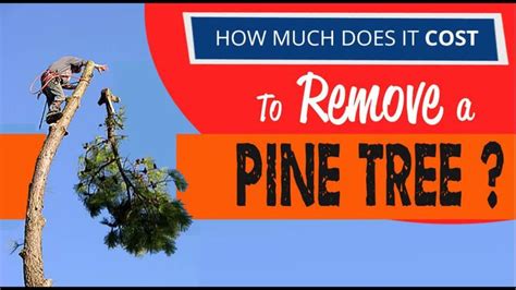 How Much Does It Cost To Removal A Pine Tree Tree Removal Cost Tree