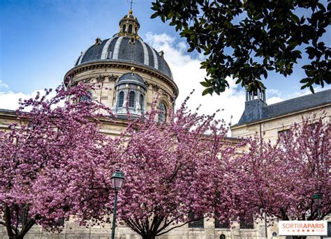 Hanami Où Voir Des Cerisiers En Fleurs à Paris Et En Île De France