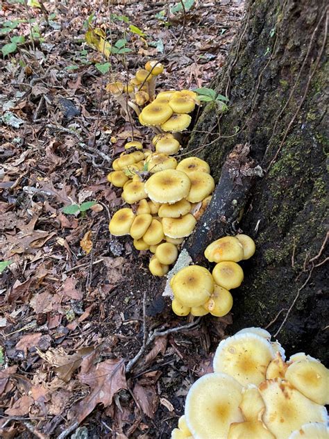 Mushroom Rambling Early October In Two Distinct Alabama Forest Types