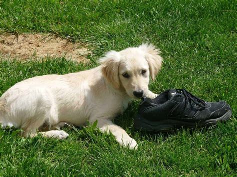 How To Potty Train Your Golden Retriever Puppy In Just 2 Weeks