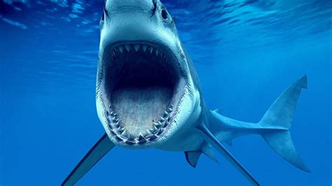 The Most Dangerous Shark Danger Choices