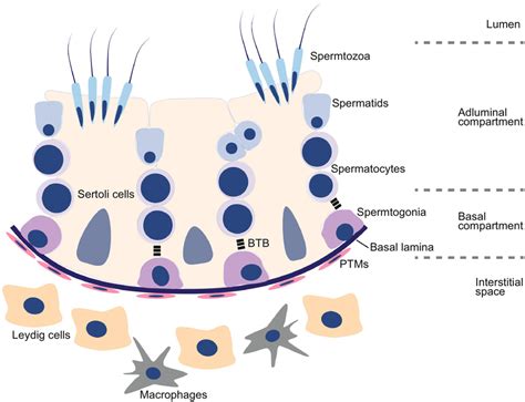 Testicular Cells And Spermatogenesis Spermatogenesis Occurs Within