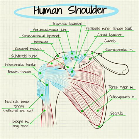 Shoulder Anatomy Diagram Shoulder Muscles Anatomy And Functions