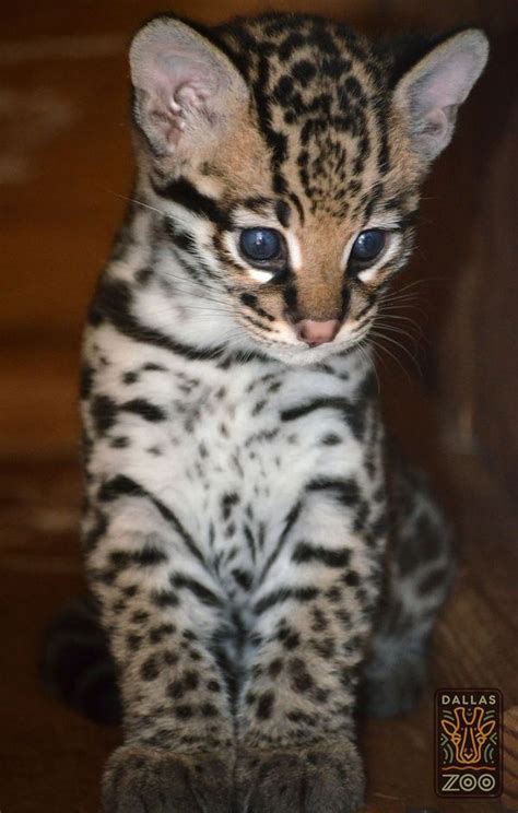 However, its eyes are always an unusually deep shade of blue, despite not having pointed or solid another pointed breed, these cats always have blue eyes. Meet Little Blue Eyes - ZooBorns