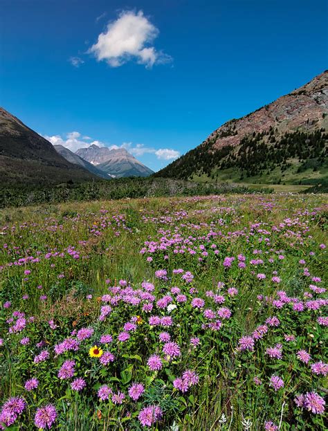 Purple Mountain Flowers Photograph By James Wheeler Fine Art America