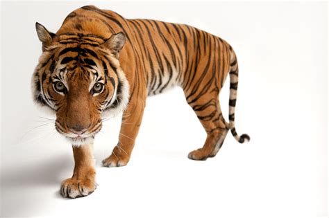Photo Ark: Malayan Tiger | National Geographic Society