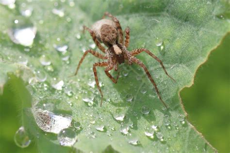 8 Common Spiders In Tennessee Pictures Wildlife Informer