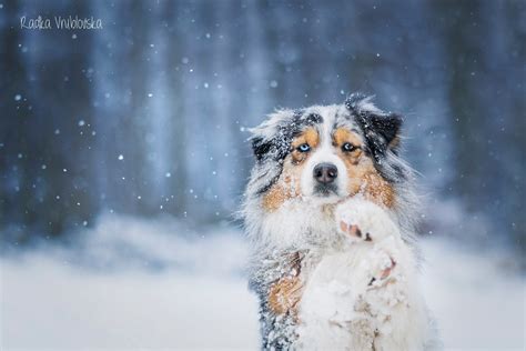 Auch erwachsene und alte menschen lieben ihre tiere, die echte familienmitglieder werden. Winterbilder Tiere Als Hintergrundbild - Pin von Olga 1019 ...