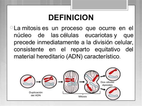 Pin De Kevin Leiva En Ciclo Celular Mitosis Ciclo Celular Definiciones