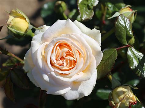 √完了しました！ Hybrid Tea Rose 125231 Hybrid Tea Roses For Sale Near Me