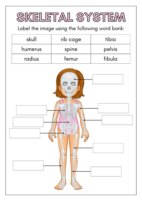 Skeletal System Worksheet