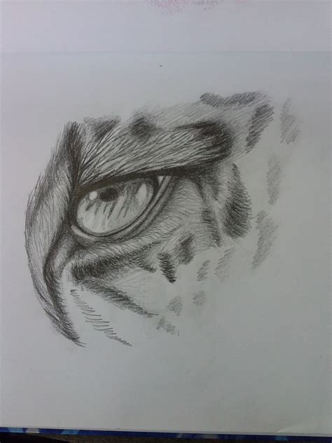 Tiger Eye Drawing At Explore Collection Of Tiger