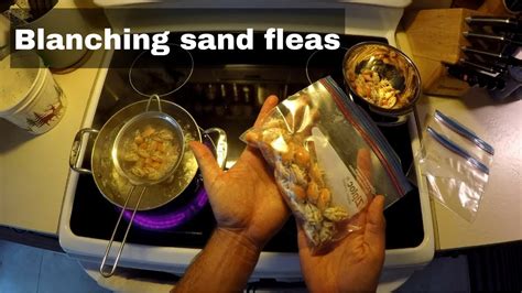 How To Blanch Sand Fleas Youtube