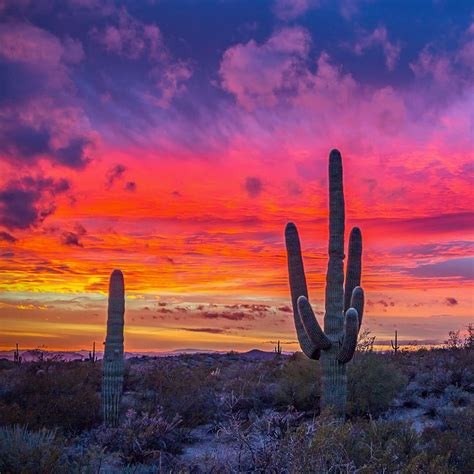 Stunning Scottsdale Arizona Sunset With Saguaro Cactus See On