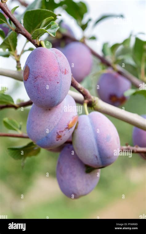 Ripe Large Blue Plums Of Prunus Domestica Haganta Fruit Growing On