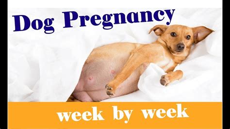 Share 52 Dog Pregnancy Week By Week