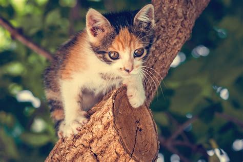 Cat Miao Merged Free Photo On Pixabay Pixabay