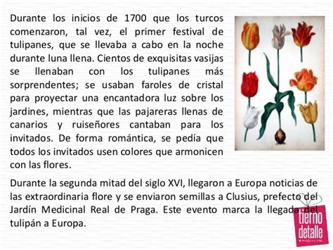 Tierno Detalle Historia Y Significado De Los Tulipanes