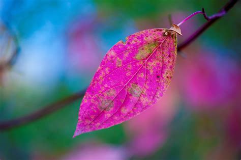 Pink Leaves Wallpaper Hd Nature 4k Wallpapers Images And Background