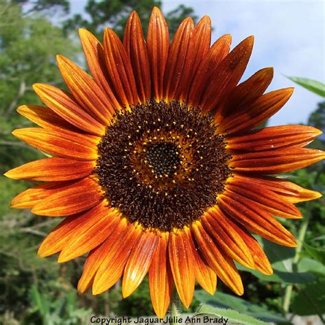 Julie Ann Brady Blog On Colorful Autumn Beauty Sunflower Pictures