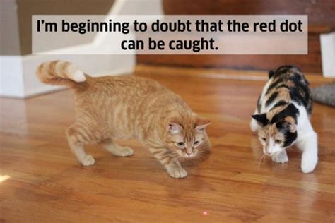 If Cats Could Talk Here Are 18 Funny Things Cats Would Say