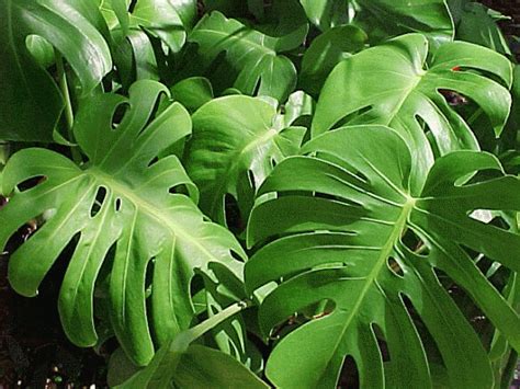 Philodendron Monstera Deliciosa Plant Multiple Sizes Preorder Only Xxl Sizes