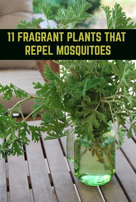 11 Fragrant Plants That Repel Mosquitoes Artofit