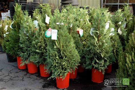 Choosing A Live Christmas Tree