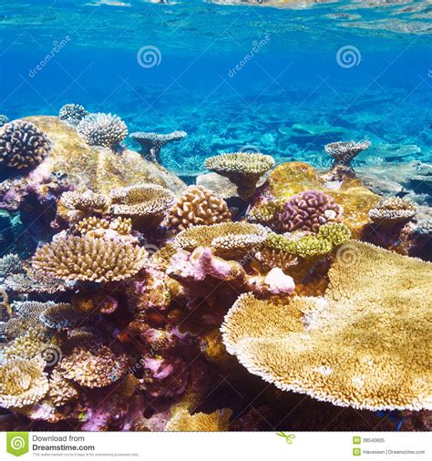 Coral Reef At Maldives Stock Image Image Of Maldives