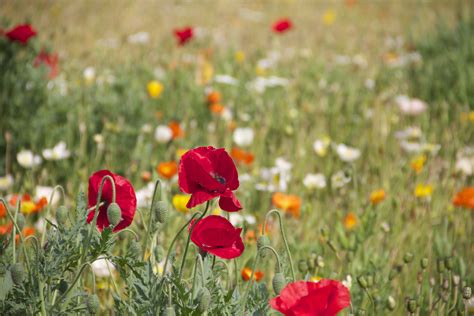 Images Gratuites La Nature Herbe Fleur Champ Pelouse Prairie