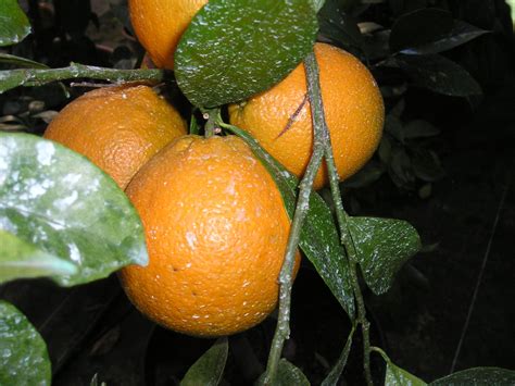 Oranger Sanguinelli Citrus Sinensis Sylvestre Agrumes