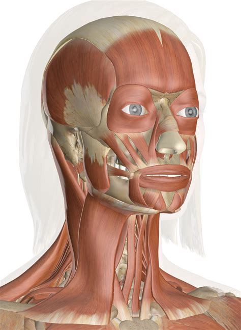 Muscles Of The Head And Neck Anatomy Pictures And Information