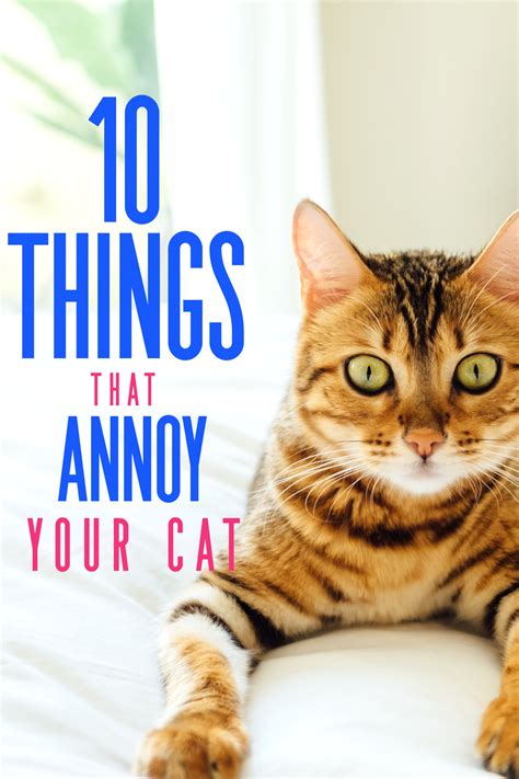 I Think My Cat Is Mad At Me Now I Know Why 10 Things That Annoy Cats