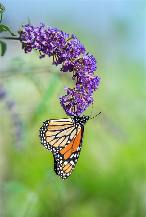 Brown and black butterfly flying above beautiful flowers. B is for Butterfly Bush AND for Buckthorn