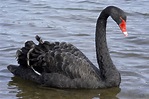 Black Swans: Frequent Once-in-a-Lifetime Crises - Lone Star Analysis