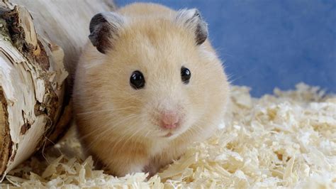 Animal Tierno Hamster Pics Cute Hamsters Bear Hamster