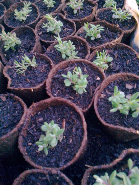 Communigrow Lavender Plants For Sale Well Rooted Will