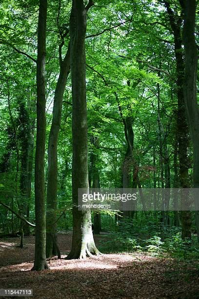 Inside The Forest Photos And Premium High Res Pictures Getty Images