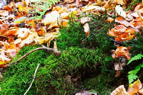 Beautiful Green Moss Among Autumn Leaves In The Forest Stock Photo