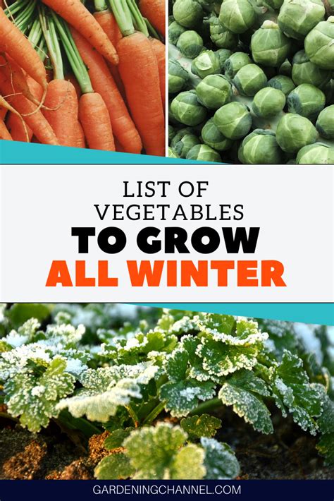 Dont Miss This List Of Vegetables You Can Grow All Winter Try Growing