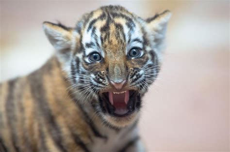Say A 3 Baby Tiger Cubs Make Their Public Debut At The Omaha Zoo