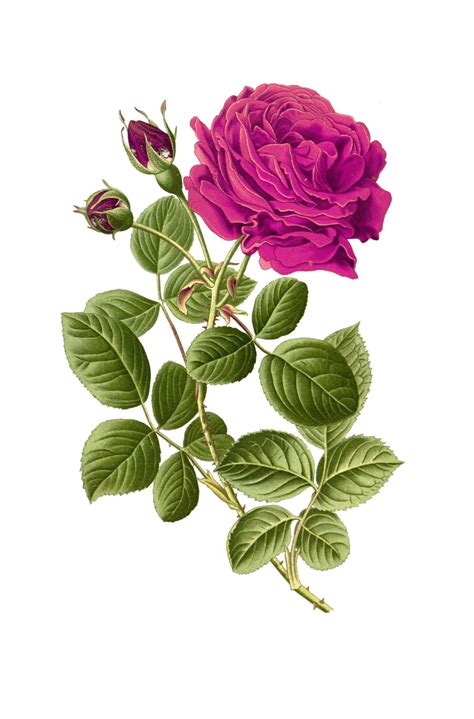 Rose Painted Art Clipart Free Stock Photo Public Domain Pictures