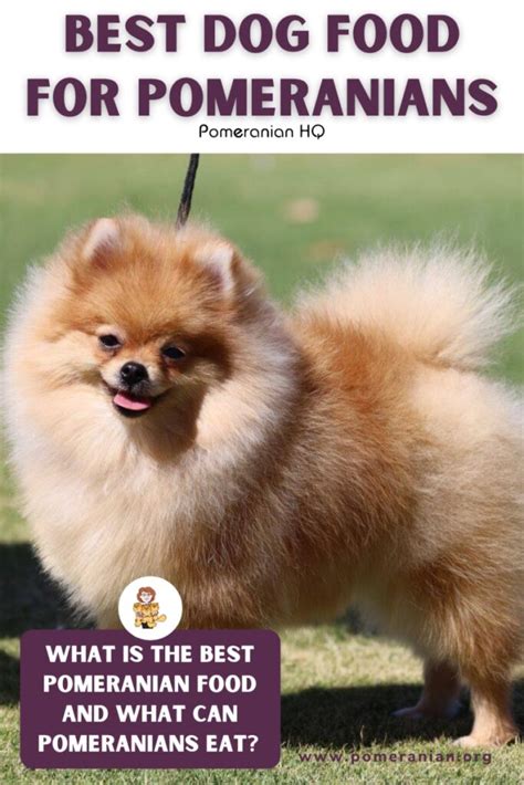 Details Of The Best Food For Pomeranian Dogs