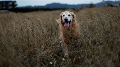 This Senior Golden Retriever Is On A Mission To Complete His Bucket