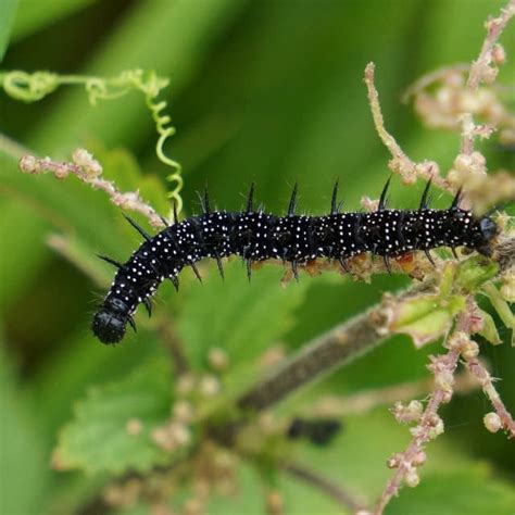Black Caterpillars An Identification Guide With Photos Owlcation
