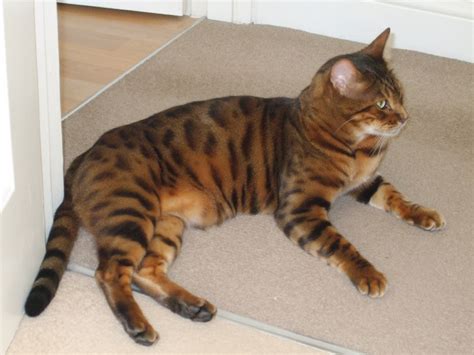 Tiger House Cat Breed Cats Types